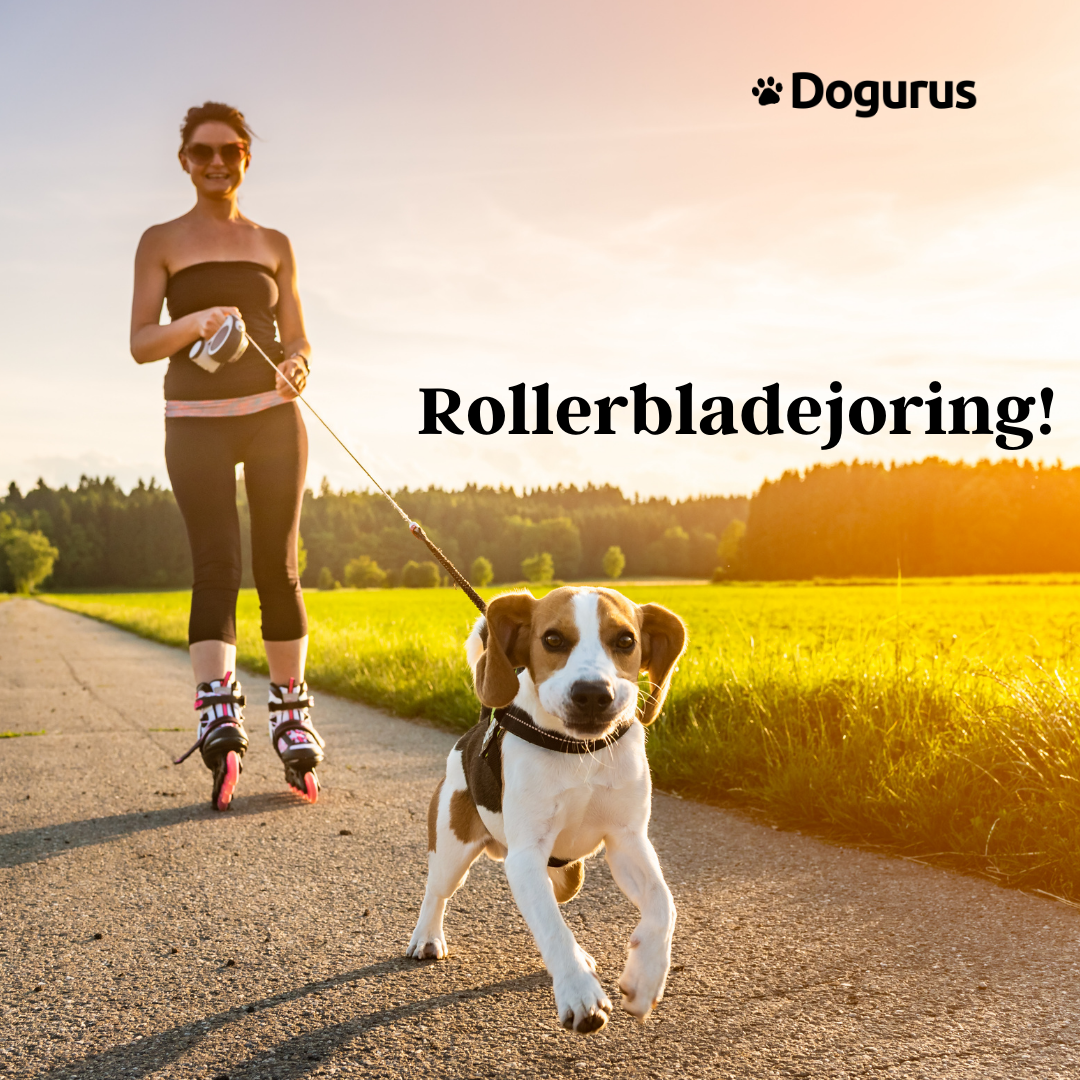 Dog Blog Rollerbladejoring An Extremely Exciting & Fun Activity To